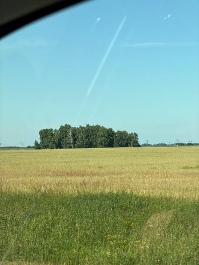 The image depicts a rural landscape in Bezmenovo, Russia, dominated by a vast field of golden-yellow crops. In the middle ground, a dense cluster of green trees forms a striking contrast against the harvested field. Beyond the trees, a faint line of distant trees and structures, possibly power lines, can be seen against the horizon. The sky above is a clear, pale blue, with subtle white streaks that could be contrails or wisps of clouds. The foreground is a blur of tall green grass, suggesting movement or a close-up perspective from a vehicle. The overall impression is one of a serene, open countryside on a bright, sunny day.
