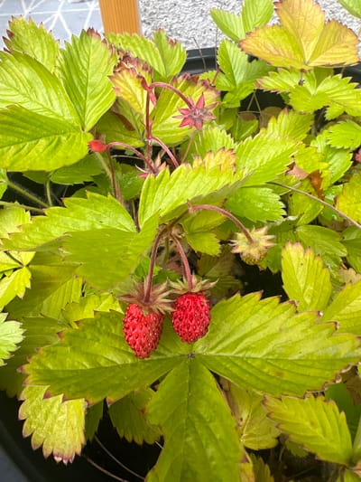 The image shows a close-up view of wild strawberry plants with bright red berries and vibrant green leaves. Some of the leaves exhibit a yellowish hue and reddish-brown edges, suggesting possible sun stress or nutrient deficiency. The plants are in a pot, indicated by the dark rim visible at the bottom of the frame. The background is blurred, but appears to be a mix of gravel and a wooden structure, consistent with an outdoor setting in Kilpedder, Ireland. No people or animals are present in the scene.