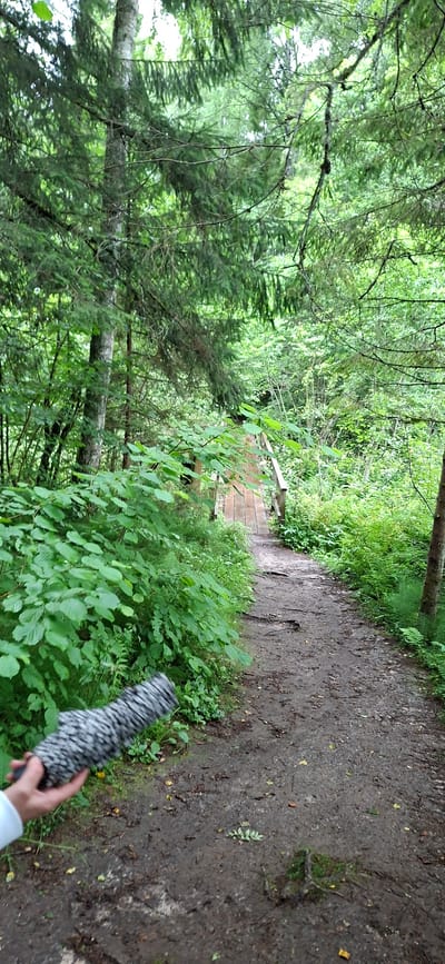 In Saula, Estonia, a muddy path leads through a dense forest towards a wooden footbridge. Lush green foliage lines the path, with a variety of trees and undergrowth creating a natural, wild environment. In the foreground, a person's hand, wearing a white sleeve, holds a fuzzy, gray and black object. The object appears to be a microphone windscreen or a similar piece of equipment. The overall scene suggests an outdoor setting, possibly a hiking trail or a natural reserve, with the presence of the equipment hinting at an audio recording or photography activity.