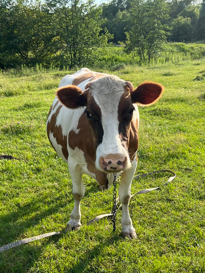A brown and white cow stands in a grassy field. The cow is facing the camera, with its head slightly tilted. Its ears are perked up, and its eyes are looking forward. A chain is around its neck, and a strap is lying on the ground near its legs. The background is filled with trees and lush green grass. The image appears to have been taken on a sunny day, with shadows cast on the ground. This scene is located in Vertelka, Ukraine.