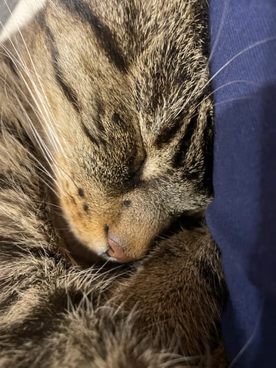 The image is a close-up, shallow depth of field photograph of a tabby cat sleeping. The cat's face is the primary focus, with its eyes closed and its nose visible. The cat has brown and black striped fur and white whiskers. The cat appears to be resting on a blue surface, possibly a blanket or piece of clothing. The background is blurred, making it difficult to discern specific details of the environment. There are no people visible in the image. The image does not provide any information about the location in the city of ЖК «Борисоглебское», Russia.