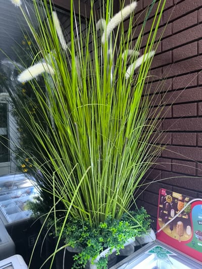 This media file depicts a close-up view of a potted plant, likely artificial, with tall, slender green blades and fluffy white accents, possibly resembling ornamental grass. The plant is situated in front of a reddish-brown brick wall, creating a textured backdrop. To the left of the plant, a glass display case is visible, containing what appear to be food items, possibly frozen treats given the context of a freezer unit. A sign is partially visible on the right side of the frame, featuring images of ice cream bars and text.
The scene appears to be outdoors or in a location with a display window, given the reflection in the glass of the display case, which shows some yellow lights and possibly other greenery or a building interior. The lighting suggests it could be daytime, though the specific time is not evident. There are no people or active events captured in this image; it is a still life composition focusing on the plant and its immediate surroundings.
The visible text includes "ALUDA" and "MAGNUM," which are branding elements likely related to the ice cream products displayed. Another piece of text is partially visible on a sticker on the display case, reading "SUNT un CONGELATOR mai VECHI" which translates to "I am an older freezer." The location context provided is Vulcănești, Moldova. The overall impression is one of a commercial setting, possibly an ice cream shop or a store with an outdoor display.