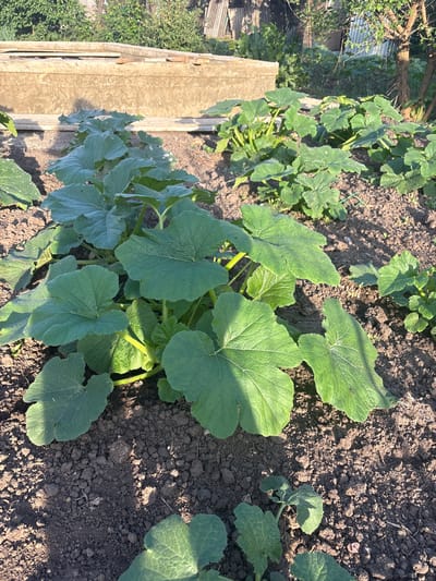The image shows a close-up view of young pumpkin plants growing in a garden bed. The plants have large, green, heart-shaped leaves with prominent veins. The soil is dark brown and appears to be well-tilled. In the background, a wooden structure, possibly a raised garden bed or a planter box, is visible. Behind the wooden structure, there is dense green foliage and some fencing. The scene is bathed in the warm light of the sun, casting shadows on the soil. The location is identified as Sovkhoza "Razdol'e", Russia. There are no people or animals visible in the image. The overall impression is one of a flourishing vegetable garden.