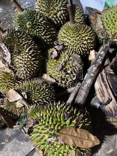 In Kilometer Delapan, Indonesia, a close-up, overhead shot captures a pile of durian fruits, a pungent and spiky tropical delicacy, resting on a rustic wooden surface. The fruits, varying in size and ripeness, exhibit their characteristic green, spiny exteriors. Some of the durians are partially obscured by dry leaves and weathered branches, adding to the natural, earthy feel of the scene. The lighting is dim, suggesting either early morning or late evening, casting soft shadows that enhance the textures of the fruit and surrounding elements. The background is blurred, with hints of white packaging material and other indistinct shapes, indicating a market or storage area.