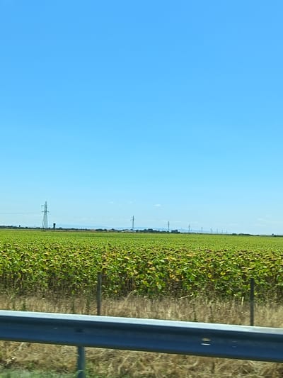An outdoor, vertical, eye-level shot captures a vast field of sunflowers under a clear blue sky. The sunflowers, predominantly green with some yellowing, stretch across the landscape, their heads tilted downwards. A metal guardrail runs horizontally across the foreground, partially obscuring a wire fence and dry grass. In the distance, a line of power line towers and faint structures are visible against the horizon. The scene appears to be in a rural area of Unknown, Bulgaria, given the agricultural setting and power infrastructure.