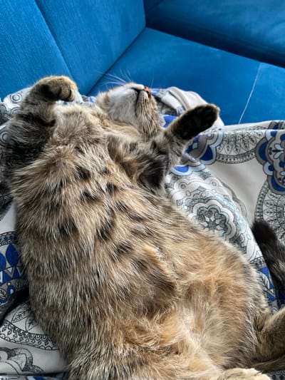 A domestic tabby cat is depicted lying on its back in a relaxed or sleeping posture within a residential interior in the city of Sredkovets, Bulgaria. The cat exhibits a fur coat predominantly brown, grey, and black, with distinct spotted and striped patterns, and lighter, golden-brown fur on its underside. Its head is tilted upwards and to the right, with closed or partially closed eyes, and its front paws are raised and slightly bent. The cat rests on a white fabric surface adorned with intricate blue and grey paisley-like patterns. Behind the cat, a solid blue, textured upholstered surface, consistent with furniture such as a sofa or headboard, is visible. The scene is illuminated by ambient light.