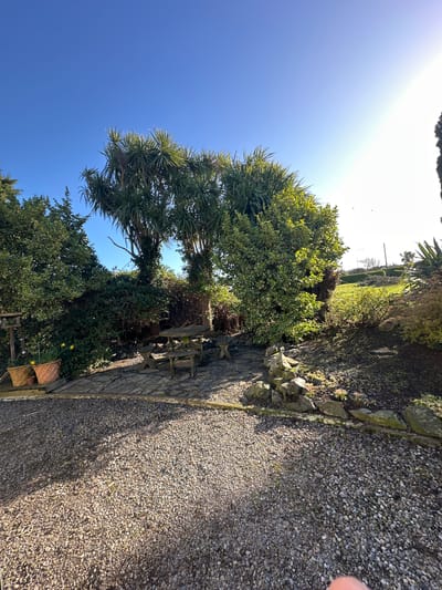 The image portrays an outdoor garden scene in Kilrane, Ireland, under a clear blue sky with intense sunlight originating from the upper right quadrant. The foreground is a uniformly spread gravel surface, transitioning to a flagstone patio area in the midground to the left. On this patio, a weathered, rustic wooden picnic table with attached benches is positioned, largely in shadow. To the left of the patio, two terracotta pots, one containing yellow daffodil flowers, sit near a wooden stand resembling a bird feeder. The midground and background are dominated by dense, varied foliage, including a large variegated shrub on the left and several tall, palm-like trees. These trees and shrubs cast shadows across portions of the patio and gravel. Beyond the foliage to the right, a gently sloping, sparsely vegetated grassy hill is visible. No individuals, animals, or discernible actions are present in the scene. Small, dark, indistinct specks are visible against the bright sky in the upper right.