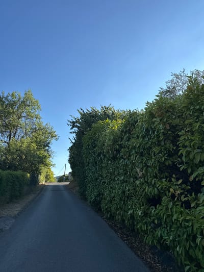 A paved road winds uphill between a dense, manicured hedge on the right and a line of trees and smaller hedges on the left. The road is dark asphalt with some scattered debris. The hedge is comprised of dark green, leafy shrubs. The trees on the left are also leafy and green, with some sunlight filtering through their branches. The sky is a clear, bright blue. In the distance, at the top of the incline, there are some road signs and what appear to be buildings. The scene suggests a rural or suburban setting in Générargues, France, likely during daylight hours given the clear sky and sunlight. No people are visible in the image.