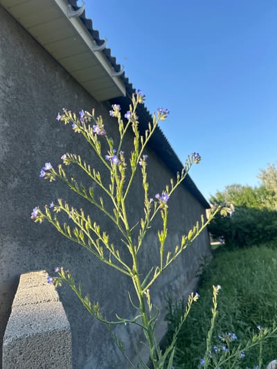 The image shows a tall, thin, green plant with small blue flowers against a backdrop of a gray building with a dark gray roof. The sky is a clear blue. The location is Манкент, Kazakhstan. There are no people visible. The plant is the primary subject. The building, roof, and sky are background objects. There is no action or interaction taking place. The environment is sunny and outdoors.
