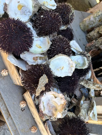A close-up photograph depicts a collection of dark brown sea urchins interspersed with empty oyster shells, some of which appear to be arranged within a wooden box. The setting appears to be outdoors, evidenced by the natural light and the presence of a wooden surface beneath the items. The location is assumed to be in Dražin Vrt, Montenegro.
