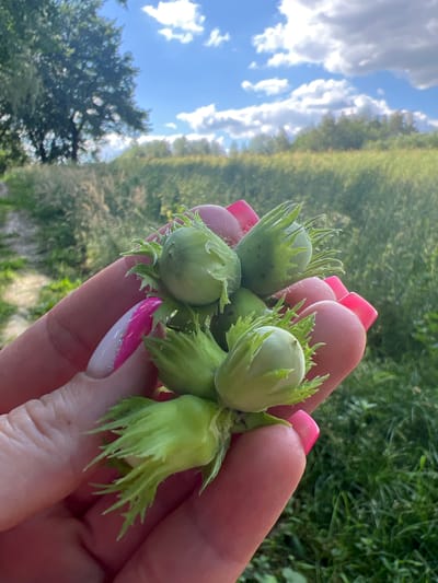 A close-up shot focuses on a human hand, with bright pink manicured nails, holding a cluster of unripe hazelnuts. The hazelnuts are green and encased in spiky, leafy husks. The background shows a rural landscape with tall grasses, trees, and a cloudy blue sky. The location is identified as Karniowice, Poland.