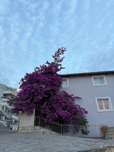 This is a vertically oriented, low-angle shot of a building with a dense, flowering bush in front of it, set against a cloudy sky. The building appears to be constructed of grey concrete and stone. It has multiple windows with white frames, some of which show interior lights. A metal railing runs along the side of the building, partially obscured by the flowering bush.
The flowering bush is vibrant and predominantly purple, with clusters of small flowers. It spills over the railing and drapes downwards, creating a dramatic contrast with the building's muted tones. The sky is a pale blue, filled with wispy, scattered clouds, suggesting it might be overcast or nearing dusk.
In the background, another building with balconies and windows is visible, hinting at an urban or semi-urban residential setting. The ground in the foreground is a textured grey stone pathway. The overall impression is one of a slightly overcast day in a coastal town, with nature (the flowering bush) intruding upon the built environment. No people are visible in the image, and there is no discernible text. The lighting suggests it is either early morning or late afternoon. The location context is Seoce, Montenegro.
