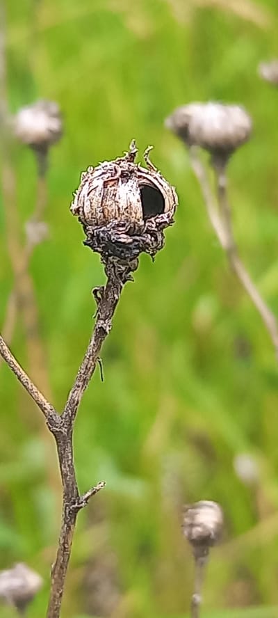 This close-up photograph features a dried, intricate plant structure, likely a seed pod or gall, attached to a slender, woody stem. The main subject, positioned centrally, exhibits a rough, textured surface with varying shades of beige, brown, and dark grey. It has a distinct, dark, circular opening on its upper side, resembling a small nest or an eye. The stem is dry and brownish, extending from the bottom right towards the left.
The background is a soft, out-of-focus blur of vibrant green, suggesting lush foliage. Several other blurred, similarly dried plant forms, possibly seed pods or flower heads, are visible in the background, further out of focus. The image uses a shallow depth of field, bringing the main plant structure into sharp focus while blurring the surroundings.
No activity is depicted, as it is a static image of natural elements. The natural lighting suggests it was taken during the daytime. There are no visible people or text. The scene conveys a sense of natural detail and the lifecycle of plants, set outdoors in Zolota Poliana, Ukraine.