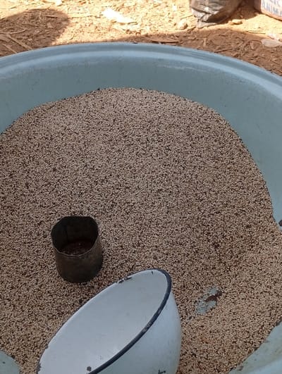 The scene, located in Wamba, Nigeria, displays a light blue plastic basin filled with a large quantity of light brown sesame seeds. Resting within the seeds are two containers: a dark, cylindrical metal tin standing upright, and a white enamel bowl with a dark rim, lying on its side. The basin is situated outdoors on uneven, dry, reddish-brown ground, partially illuminated by direct sunlight, which casts shadows. Further back on the ground, indistinct debris including what appears to be a dark bag and some light-colored refuse is visible. No individuals are present within the frame.