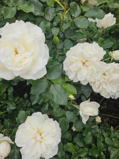 This is a close-up, overhead shot of a cluster of white roses in bloom. The roses are multi-petaled and appear to be healthy, with some buds also visible. The leaves are a deep green and glossy. The background consists of more greenery and dark soil, suggesting an outdoor garden setting. The lighting is overcast, creating soft shadows and a natural look. There are no people or animals in the image, nor any man-made structures or objects. The scene is purely botanical. There is no visual information in the image to suggest a location in Ponte di Legno, Italy.