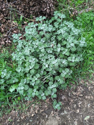 A dense patch of prostrate plant life dominates the view. Rounded, lobed leaves covered in a grayish fuzz create a mounded appearance. The foliage exhibits a lush green color, subtly contrasting with the powdery coating. The plants are framed by green blades of grass and scattered leaf litter, which transitions into bare earth and mulch on the upper right side. A few thin branches are visible amid the dense vegetation.