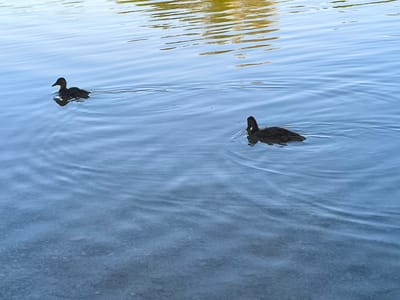 Two ducks swim in the clear, shallow water of a lake in Wittislingen, Germany. The ducks are dark brown and are swimming side-by-side. The water is calm and reflects the sky. The bottom of the lake is visible, covered in small stones and pebbles. The scene is serene and natural.
