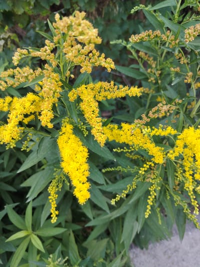 In a natural, outdoor setting, likely within or near the city of Tavaksay, Uzbekistan, a close-up shot focuses on a cluster of bright yellow flowers. These flowers are densely packed on long, branching stems, creating a vibrant visual. The stems are covered with numerous small, individual yellow florets. The flowers appear to be in full bloom, with some clusters showing a lighter, more delicate yellow, possibly indicating younger buds or a different stage of development. Interspersed among the flowers are long, slender green leaves, providing a contrasting backdrop. The foliage is lush and appears healthy. The background is blurred, suggesting a shallow depth of field, but hints at further greenery and perhaps some muted, earthy tones. The lighting suggests it is daytime, with the sun illuminating the flowers and creating some slight shadows. There are no people or animals visible in the image. The overall impression is one of natural beauty and plant life.
