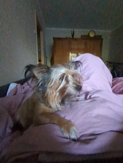 A small, light brown dog with shaggy fur is lying on a pink blanket. The dog is facing to the right, with its head resting on the blanket. The background is out of focus, but appears to be a room with wooden furniture and a clock on the wall. There is no information about the location in Boryspil, Ukraine.