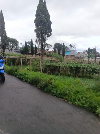A road scene in Masaiti, Zambia, captured under an overcast sky. In the foreground, a dark asphalt road occupies the lower left quadrant of the frame. On the left edge, the rear wheel and a portion of a blue motorcycle, driven by a partially visible individual, are moving towards the left. Adjacent to the right side of the road is a strip of dense green grass, which transitions into an agricultural area. This cultivated land features rows of crops supported by wooden trellises, alongside fields of tall, slender stalk-like plants. Several tall, narrow coniferous trees are prominent throughout the midground, interspersed with other trees and greenery. Beyond the agricultural section, a collection of residential buildings with various architectural styles, including one building with a distinct light blue upper section, are visible against the cloudy horizon.