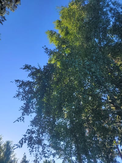 A low-angle shot shows the canopy of a large deciduous tree against a clear, bright blue sky. The leaves of the tree are predominantly green, with some areas catching the sunlight and appearing a lighter, brighter green, while other areas are in shadow. The branches of the tree are visible, with some of them reaching towards the sky. In the distance, at the bottom of the image, the tops of other evergreen trees can be seen, suggesting a natural or park-like setting within Gävle, Sweden. The image does not contain any people or specific identifiable landmarks.