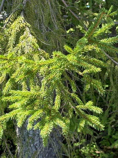 A close-up photograph captures the vibrant green needles of a spruce tree branch against a blurred background of more spruce branches and foliage. The needles are sharply defined, with sunlight highlighting their texture and form. The bark of the tree trunk is visible in the lower left portion of the image, with its rough, dark texture contrasting with the bright green of the needles. The image is taken in a natural outdoor environment, likely a forest or park. The specific location is the Village of Johnson City, United States of America. There are no people or animals present in the scene.