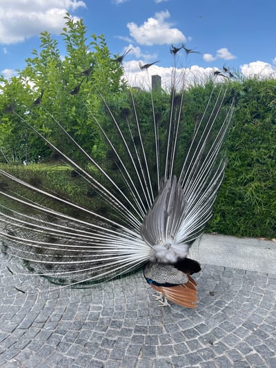 A male peacock, with its train fanned out, stands on a paved walkway. The peacock's feathers are a mix of iridescent green, blue, and brown, with striking eye spots. The train, which is spread wide, displays a pattern of white and dark bars. The bird is facing away from the camera, with its head and body partially obscured by its elaborate tail. Behind the peacock, there is dense green foliage, consisting of trees and a hedge. The sky above is blue with scattered white clouds. In the distance, a small bird can be seen flying. The paved walkway is made of grey cobblestones arranged in a circular pattern. The image appears to be taken outdoors on a sunny day. The location is identified as Dnipro, Ukraine.