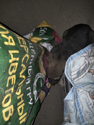 A small, light brown and black puppy is sleeping on a blue and white patterned blanket. The puppy is lying next to a large green bag with yellow lettering. Behind the puppy and blanket is a wire cage. The background appears to be a dark, concrete surface, possibly outdoors. The scene is dimly lit, suggesting it may be nighttime or an indoor setting with poor lighting. The location is identified as Қарғалы, Kazakhstan.