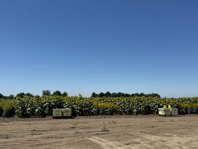 This media file depicts a sunny day in a rural setting, likely in Woodland, United States. The scene is dominated by a vast field of sunflowers stretching across the frame, their large heads facing towards the sun. Behind the sunflowers, a line of trees forms the distant horizon. The foreground is a dirt path with tire tracks, indicating it's a working area.

Several stacks of what appear to be beehives are placed near the edge of the sunflower field. These are light-colored boxes, some with yellow tops. Visible text on these boxes reads: "EZ-BEE POLLINATION" and phone numbers such as "559-743-3044". The presence of beehives suggests that the sunflowers are being pollinated, a common agricultural practice.

The sky is a clear, bright blue, suggesting fair weather and likely mid-day. The overall atmosphere is peaceful and agricultural, highlighting the symbiotic relationship between bees and flowering crops. There are no people visible in the image.