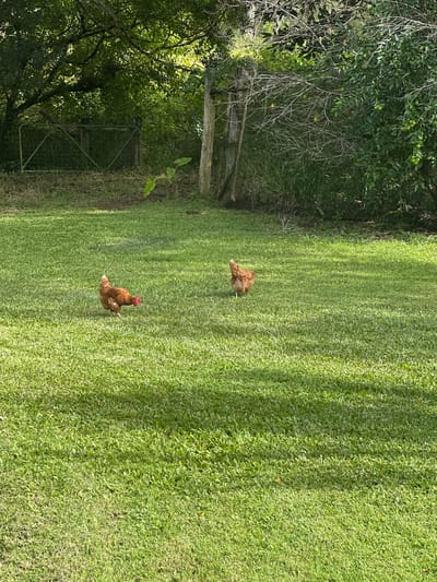 Two brown chickens are foraging on a grassy lawn in a rural setting. A metal gate and a wooden post are visible in the background, with dense foliage and trees surrounding the area. The sunlight casts shadows across the grass, indicating a bright day. The location is the city of Thora, Australia.