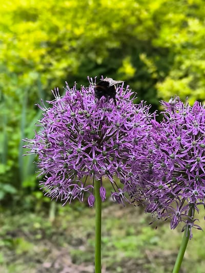 A close-up, eye-level shot focuses on a bumblebee with black and yellow stripes perched atop a cluster of vibrant purple allium flowers. The bee is positioned on the largest of the spherical blooms. Behind the flowers, the background is a soft blur of lush green foliage and trees, suggesting an outdoor setting. The flowers are characterized by their star-shaped petals radiating outwards from a central cluster. Two large allium blooms are visible, with a third partially obscured. The scene is naturally lit, likely during the daytime. There are no people present. The location is confirmed to be Žiaukos, Lithuania, as per the prompt.