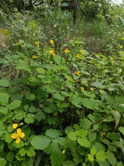 This is a close-up, ground-level photograph of a dense patch of vegetation, likely taken in a natural or semi-natural area within the city of Ust-Dzheguta, Russia. The foreground is dominated by vibrant green, lobed leaves of a plant, possibly celandine (Chelidonium majus), interspersed with numerous small, bright yellow, four-petaled flowers. Some of these flowers are in full bloom, while others are in bud. The leaves are slightly dewy, suggesting recent rain or high humidity. The background consists of a thick tangle of various green plants, grasses, and the dark trunks and branches of trees, indicating a wooded or overgrown area. The lighting appears overcast or diffused, creating a soft illumination without harsh shadows. There are no people, animals, or man-made structures clearly visible in the image. The scene depicts a natural microhabitat, emphasizing the growth and flowering of wild plants.