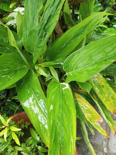 A verdant plant with large, glossy, lance-shaped leaves dominates the frame. The leaves display varying shades of green, some with yellowing edges and sporadic white variegation. Water droplets glisten on the leaf surfaces, suggesting recent rain. The plant is situated in a brown pot, with smaller, light green plants visible at the base. The background appears to be a garden setting, with other plants providing a soft, out-of-focus backdrop.