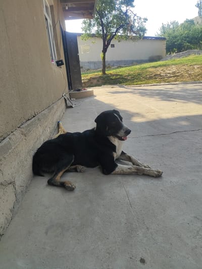 A medium-sized black and white dog with a white blaze on its face and chest lies on a concrete surface next to a building in Sultonobod, Tajikistan. The dog is facing to the right with its tongue slightly out. A broom with a yellow straw head leans against the building near the dog. The building appears to be a single-story structure with a beige stucco exterior and a dark-colored metal door. The door is partially open, revealing steps leading up to it. To the left of the door is a white-framed window. In the background, there is a grassy slope with trees and another building with a corrugated metal roof. The scene is bathed in sunlight, casting long shadows on the concrete.