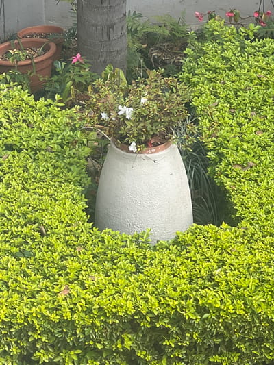 A medium shot captures a white, bell-shaped planter in a garden, partially obscured by vibrant green foliage. The planter, with a terracotta rim visible, contains a plant with small green leaves and white flowers. Surrounding the planter is a dense hedge of small, bright green leaves. In the background, several terracotta pots are visible, one containing a plant with pink leaves. A portion of a rough, textured tree trunk is also present. The scene appears to be an outdoor garden, possibly in Pretoria, South Africa, given the context provided. The lighting suggests an overcast day, with diffused light illuminating the greenery and planter. No people are present in the image, and there are no discernible actions or interactions taking place.