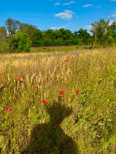 This is a vertical, eye-level shot of a field in Matiashivka, Ukraine, on a sunny day with a few scattered clouds. The foreground is dominated by a field of tall, dry grasses and stalks with occasional bright red poppies and small blue wildflowers. The grasses are a mix of golden yellow and green, indicating a dry summer season. Several poppy flowers are scattered throughout the field, some in full bloom and others as seed pods.

In the middle ground, a line of lush green trees forms a dense forest. Beyond the trees, power lines stretch across the horizon, supported by poles, and a hint of railway tracks can be seen. The sky above is a vibrant blue, a classic sign of fair weather.

A prominent shadow of a person is cast across the lower right portion of the field, suggesting the photographer or someone standing there. The shadow is detailed enough to discern the shape of a head and shoulders, creating a personal touch within the natural landscape. The overall mood is serene and natural, capturing the beauty of a rural Ukrainian summer landscape. No visible text is present in the image.