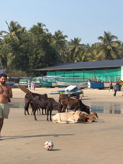 A man with a surfboard stands on a beach. Behind him, a herd of cattle rests on the sand, close to fishing boats and palm trees. A soccer ball sits nearby on the sandy ground. The scene captures a sunny day at a tropical location.