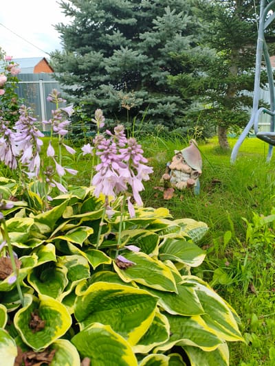 The image depicts a garden scene in Раздолье Снт, Russia, featuring a variety of plants and a garden gnome. In the foreground, a cluster of hosta plants with variegated green and yellow leaves is prominent. Tall, pale pink flowers, likely from a hosta variety, rise above the foliage. Behind the hostas, a small, weathered garden gnome with a pointed brown hat, a white beard, and a pipe is nestled amongst the grass.
The background is dominated by a large conifer tree, likely a spruce, with its dark green needles. To the left, a portion of a rose bush with pink blooms is visible, along with a silver metal fence and a brick house with a metal roof. To the right, a blue metal swing set structure is partially visible. The ground is covered in green grass, with some dry leaves scattered amongst the plants. The sky above is overcast. The overall impression is that of a well-maintained, residential garden in a rural or semi-rural setting.