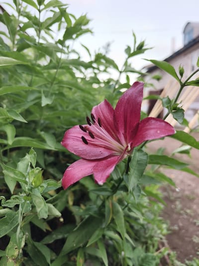 A close-up, eye-level shot focuses on a single, deep pink lily bloom. The flower's petals are unfurled, revealing dark brown stamens in the center. The bloom is positioned to the right of the frame, with its stem and surrounding green foliage creating a blurred backdrop. In the background, a light-colored building with a curved roofline is visible, suggesting an outdoor, possibly residential, setting in Семилетка, Russia. The ground beneath the foliage appears to be dirt or gravel. The overall lighting is soft, indicating it might be early morning or late afternoon. There are no people or animals present.