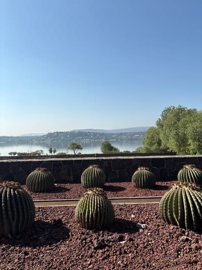 The image presents a view in Pueblo Nuevo de Jasso, Mexico, featuring a lineup of cacti along a retaining wall.
In the foreground, a series of round, ridged cacti are planted in reddish-brown gravel adjacent to a wall constructed from dark, irregularly shaped stones.
Beyond the wall, a body of water stretches into the distance, reflecting a muted, pale sky. The opposite shore is lined with buildings and trees, giving the impression of a populated area nestled in the surrounding hills.
The sky is a gradient of light blue, clearest at the top of the image. Trees are visible at the top, adding greenery.