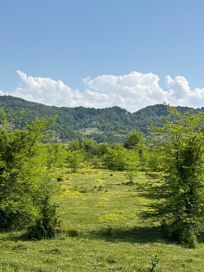 The image presents a landscape in the municipality of შუხუთის თემი, Georgia. A rolling, green mountain covered with trees dominates the left side of the frame, juxtaposed against a blue sky populated with large, puffy white clouds. To the right, a green meadow or field is visible, speckled with hints of yellow flowers. The foreground is filled with trees and lush vegetation, creating a sense of depth and perspective. The overall impression is one of a natural, open, and rural environment.