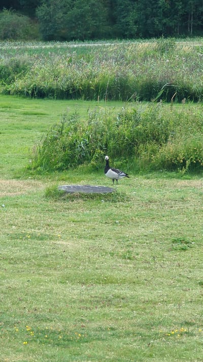 A Barnacle Goose stands on a patch of mowed grass in Larkollen, Norway. The goose is facing the camera, and its body is mostly white and black. It has a black neck and head with white cheeks. In the background, there is a dense field of tall grass and some trees. The foreground is a green grassy area with some yellow wildflowers. The scene appears to be a park or natural area.