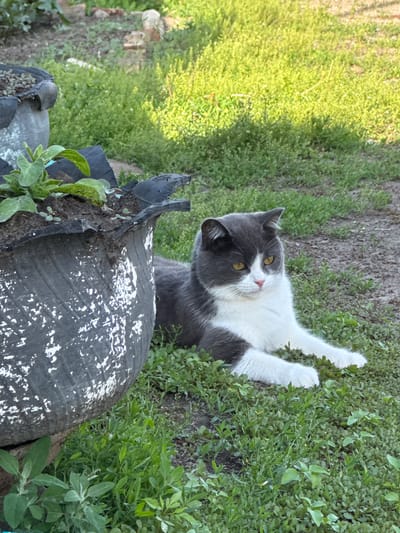 An adult cat with grey and white fur is lying on a grassy area next to a large, weathered planter made from a tire. The cat is facing to the left, with its body extended and paws resting in the grass. The planter is dark grey with white paint splatters and contains soil and small green plants. The background is a mixture of green grass and dirt. The scene appears to be in an outdoor setting, possibly a yard or garden. The location is identified as Starokhalilovo, Russia.