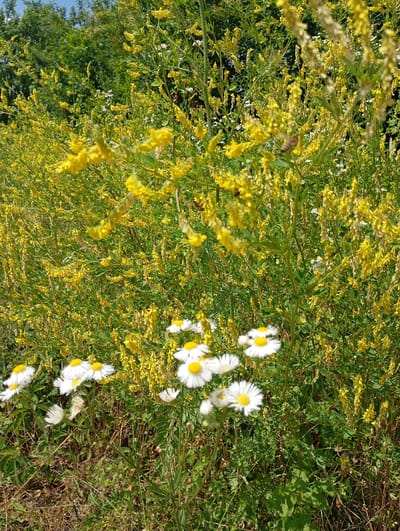 The image shows a close-up view of a patch of wildflowers with a dominant presence of tall, yellow, cascading blooms, possibly Sweet Clover or Yellow Sweet Clover (Melilotus officinalis). Interspersed among these are several white daisies with yellow centers, some in sharp focus in the foreground, others blurred in the background. The vegetation appears dense, with green leaves and stems forming a natural, uncultivated environment. Sunlight illuminates the scene, highlighting the vibrant colors of the flowers and casting shadows. In the background, a lush green canopy of trees suggests a natural setting, possibly a park, field, or roadside in Saratovskaya, Russia. A bee can be seen on one of the yellow flower stalks, indicating pollination activity. The ground is covered with dry grass and other smaller plants.