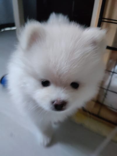 The image shows a close-up of a white Pomeranian puppy. The puppy has fluffy white fur, dark eyes, and a black nose. It is looking directly at the camera. The background is blurred and appears to be indoors, with some furniture and a cage visible. There is no indication of the location being in Sheregesh, Russia.