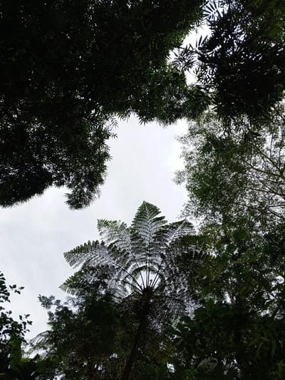 The image, taken from a low-angle perspective in Silvino Lobos, Philippines, depicts a dense natural canopy against an overcast, light gray sky. Dominating the lower-middle frame is the distinct, fan-shaped crown of a large tree fern, its intricate fronds silhouetted against the bright sky. Surrounding the central fern and framing the sky are various dark green tree canopies, including what appear to be dense clusters of bamboo-like foliage in the upper-left and upper-right quadrants, along with other broadleaf trees. The overall impression is one of a lush, tropical forest environment under diffused daylight. No human subjects, animals, or man-made structures are visible.