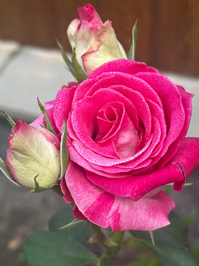 A close-up, vertical, outdoor photograph shows a vibrant pink rose in full bloom, accompanied by two tightly closed rosebuds. The petals of the open rose are covered in dew drops, which glisten and enhance the flower's rich color. The rosebuds, one to the left and one behind the open bloom, are a paler green and pink, also showing a dusting of dew. The background is softly blurred, suggesting a garden setting, with hints of muted brown and grey textures. The image appears to have been taken in the city of Zvenyhorodka, Ukraine, though no specific landmarks or identifying features of the location are visible in the frame. The scene is static, focusing solely on the natural beauty of the roses.