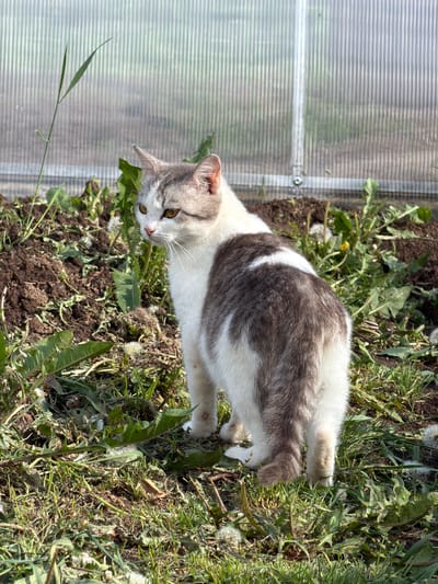 A grey and white cat stands on green grass and weeds near a transparent corrugated plastic wall of a structure, likely a greenhouse. The location is Ol'khovo, Russia.