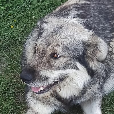 A close-up, high-angle shot shows a large, shaggy dog lying on green grass. The dog has a grey, black, and white coat. Its head is turned to the left, with its mouth slightly open, revealing its tongue and teeth. Its right eye, a warm brown, is clearly visible. The dog appears relaxed, with a few strands of grass visible around its snout and mouth. The background is primarily composed of green grass, with a few small yellow flowers scattered amongst it. The lighting suggests it is daytime. There are no discernible human elements or urban features in this scene, indicating the location is likely a natural or rural outdoor space. The specific mention of Șcheia, Romania is not supported by visual evidence within the image itself.