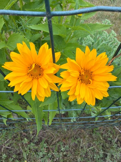 This image shows two bright yellow flowers, likely Heliopsis helianthoides, in full bloom. They are positioned towards the center and slightly lower half of the frame. The flowers have daisy-like petals and dark centers. The background consists of green foliage, grass, and a portion of a wire fence. The fence, with its diamond-shaped openings, runs diagonally across the image, partially obscuring the flowers and the background. The lighting suggests it is daytime, possibly sunny, as the colors are vibrant and there are clear shadows. The setting appears to be an outdoor garden or natural area, possibly near a fence line. There is no text visible in the image. The context provided indicates the location is Upeslejas, Latvia.
